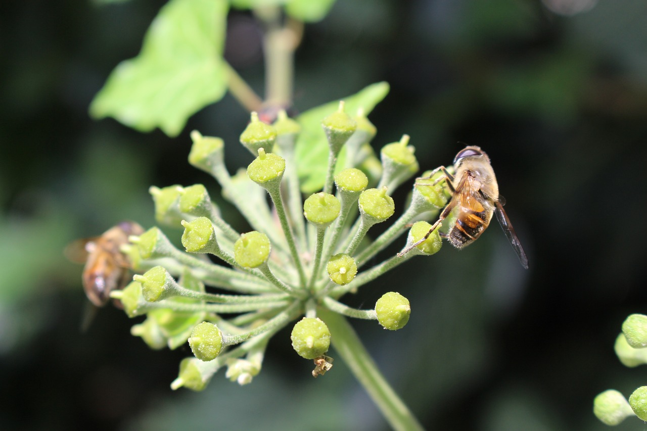 The Role of Permaculture in Urban Sustainability